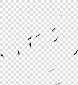 Bird Flock Png   Flock  Transparent Png