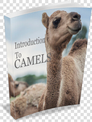 Introduction To Camels Book   Arabian Camel  HD Png Download