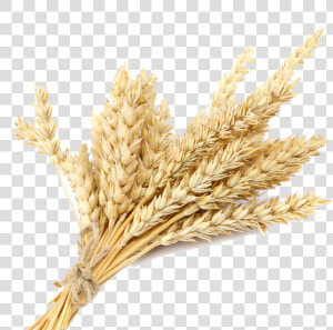 Wheat Plant Png Transparent   Wheat Transparent  Png Download