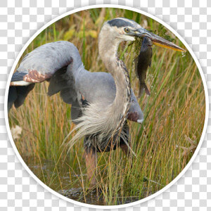 Great Blue Heron  HD Png Download