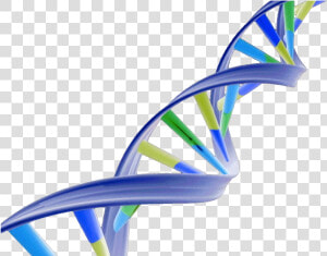 Dna Clipart Dna Structure   Double Helix Dna Png  Transparent Png