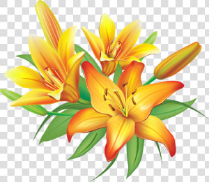 Lily Yellow Lilies Flowers Decoration Clipart Image   Lilies Clipart  HD Png Download