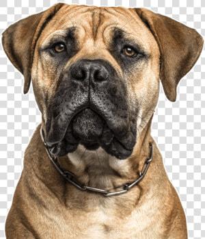 Clip Art Dogue De Bordeaux Puppies   Bullmastiff Cross Boxer  HD Png Download