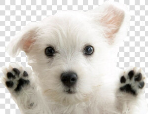 West Highland White Terrier  HD Png Download