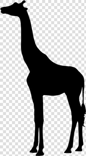 Silhouette West African Giraffe Clip Art   Silhouette Giraffe Vector  HD Png Download