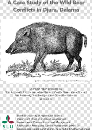 Sus Scrofa Linnaeus  HD Png Download