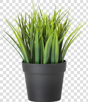 Transparent Plants Png   Ikea Plant  Png Download