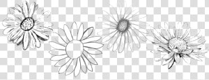 Original Daisies   Chamomile  HD Png Download