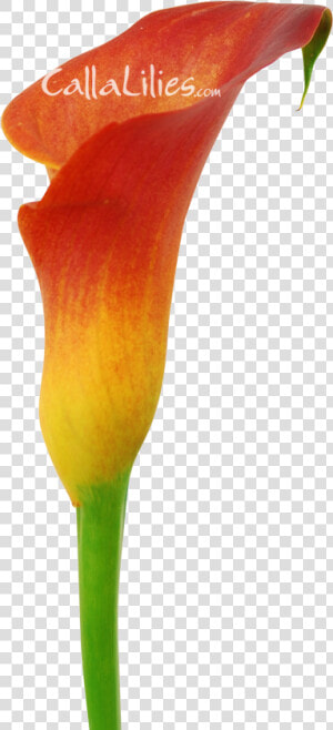 Orange Tinted Flower   Arum  HD Png Download