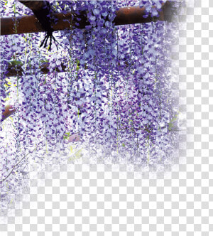 金蛇水神社 藤棚   Wisteria  HD Png Download