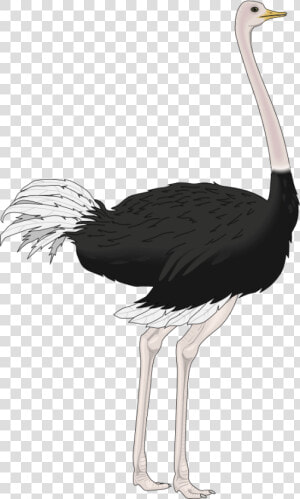 Emu   Transparent Background Ostrich Png  Png Download