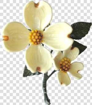 Dogwood Flower Png   Dogwood Flower Transparent  Png Download