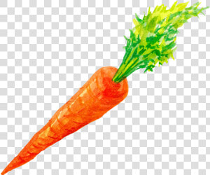 Vector Carrot Png High quality Image   Carrot Png  Transparent Png