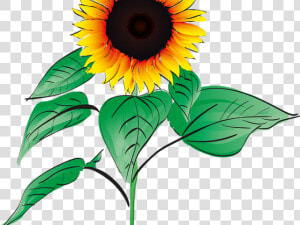 Sunflower Clipart Root   Sunflower Get Well Soon  HD Png Download