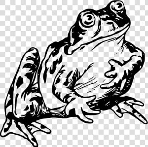 Transparent Frog On Lily Pad Clipart   Realistic Frog Clipart Black And White  HD Png Download