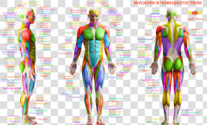 Мускули В Човешкото Тяло Body Muscles Anatomy Free   Major Muscles Of The Human Body  HD Png Download