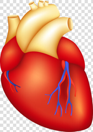 Transparent Human Heart Clipart   Heart Part Of Body  HD Png Download