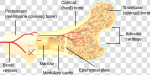 Bone Marrow Clipart   Long Bone Haversian Canal  HD Png Download