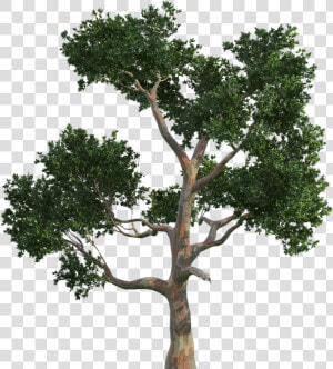 Trees Tree Vecteur Gratis Png Image High Quality Clipart  Transparent Png