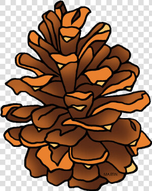 Clipart Pine Cone   Pine Cone Clipart Png  Transparent Png