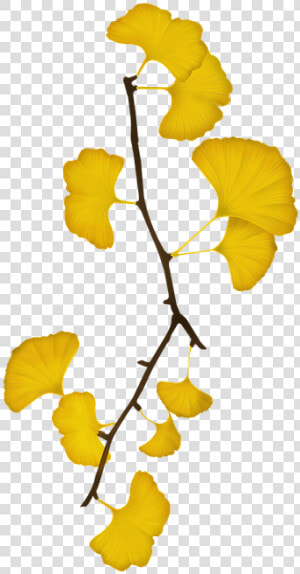 Ginkgo  Bank Leaves  Bank  The Leaves   Yellow Ginkgo Ginkgo Leaves Png  Transparent Png