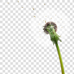 Dandelion Clipart Transparent Background   Dandelion  HD Png Download