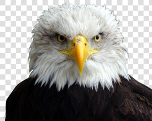 Clip Art Bald Eagle Head   Bald Eagle Head Png  Transparent Png