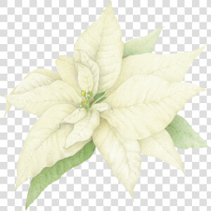 Watercolor White Poinsettia Png  Transparent Png