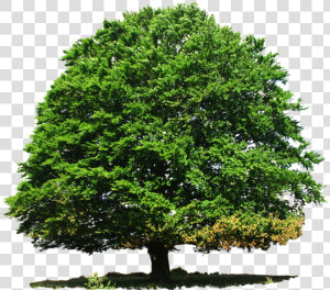 Nature Png Photo   Deciduous Tree In Summer  Transparent Png