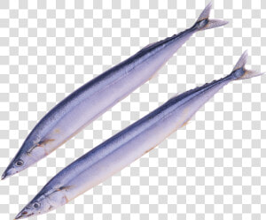 Bass Fish Png   Pacific Saury Png  Transparent Png