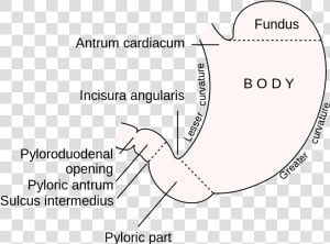 This Diagram Of The Stomach Shows The Cardiac Region    Stomach Figure  HD Png Download