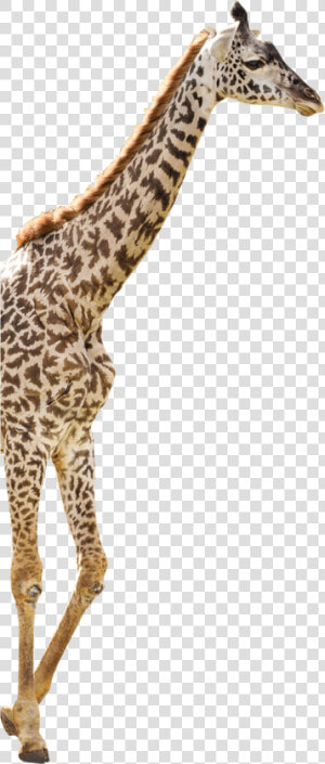   Giraffe   Png Download   Giraffe  Transparent Png