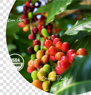 Pure Organic Kona Coffee   Hollyleaf Cherry  HD Png Download