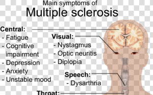 Multiple Sclerosis Symptoms  HD Png Download