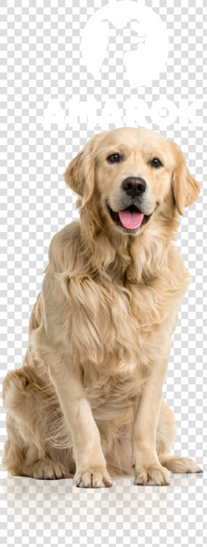 Hotel Guardería Para Perros Golden   Perro Golden Retriever Png  Transparent Png