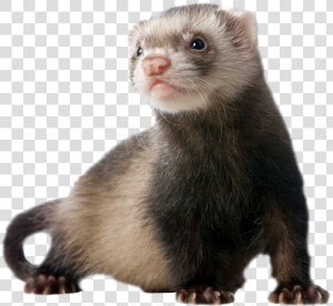 Ferret Standing Png Image   Transparent Ferret Png  Png Download