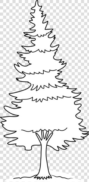 Clipart Forest Pine Tree   Pine Tree Tree Coloring Pages  HD Png Download