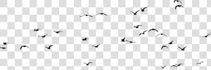 Bird Gulls Silhouette Clip Art   Flock Of Seagulls Png  Transparent Png