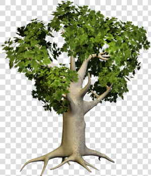 Big Tree Png   Png Download   Big Tree Png Hd  Transparent Png