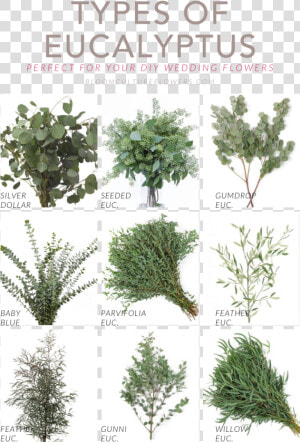 Types Of Eucalyptus   Seeded Eucalyptus  HD Png Download