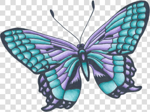 Drawing Butterflies Color   Butterfly Drawing With Color  HD Png Download