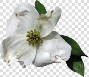 Dogwood Flower Png   Transparent Florida State Flower  Png Download