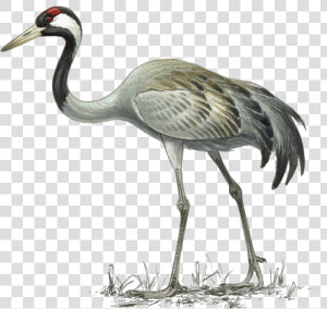 Crane   Common Crane Illustration  HD Png Download