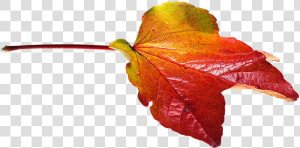 Autumn  Leaves  Leaf  Png  Transparent  Fall Color   Autumn Leaves Png  Png Download