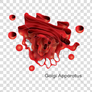 Golgi Apparatus Png   Transparent Golgi Apparatus Png  Png Download