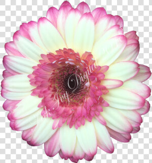 Barberton Daisy  HD Png Download