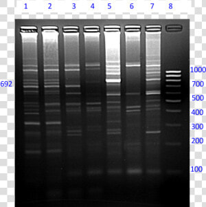 Amplification Of Type And Sex Wise Pooled Yak Dna By   Architecture  HD Png Download