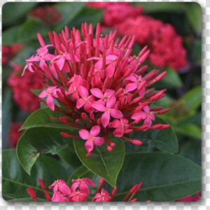 Clip Art Ixora Long Singapuri Pink   Pink Flower Ixora  HD Png Download