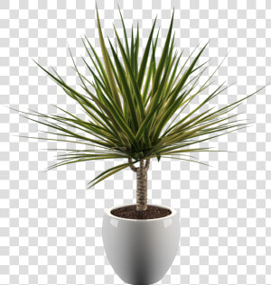 Yoga Plant   Png Download   Yucca Plant Png  Transparent Png