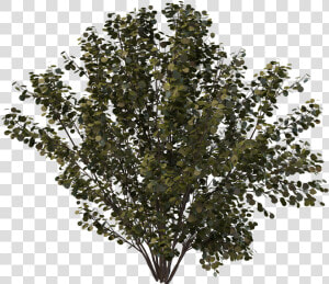 Drawing Bushes Creosote Bush   Oak  HD Png Download